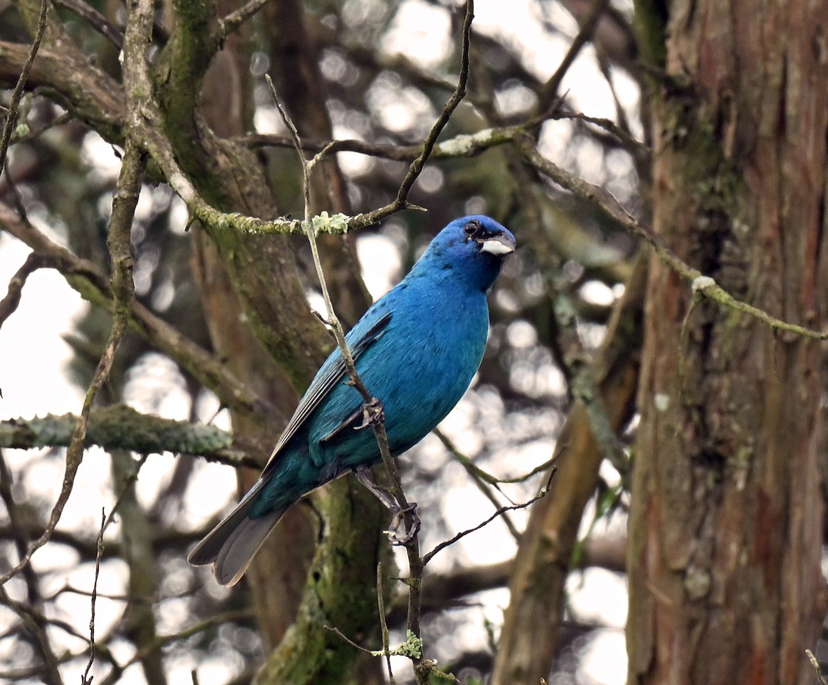 Indigo Bunting - ML638971021