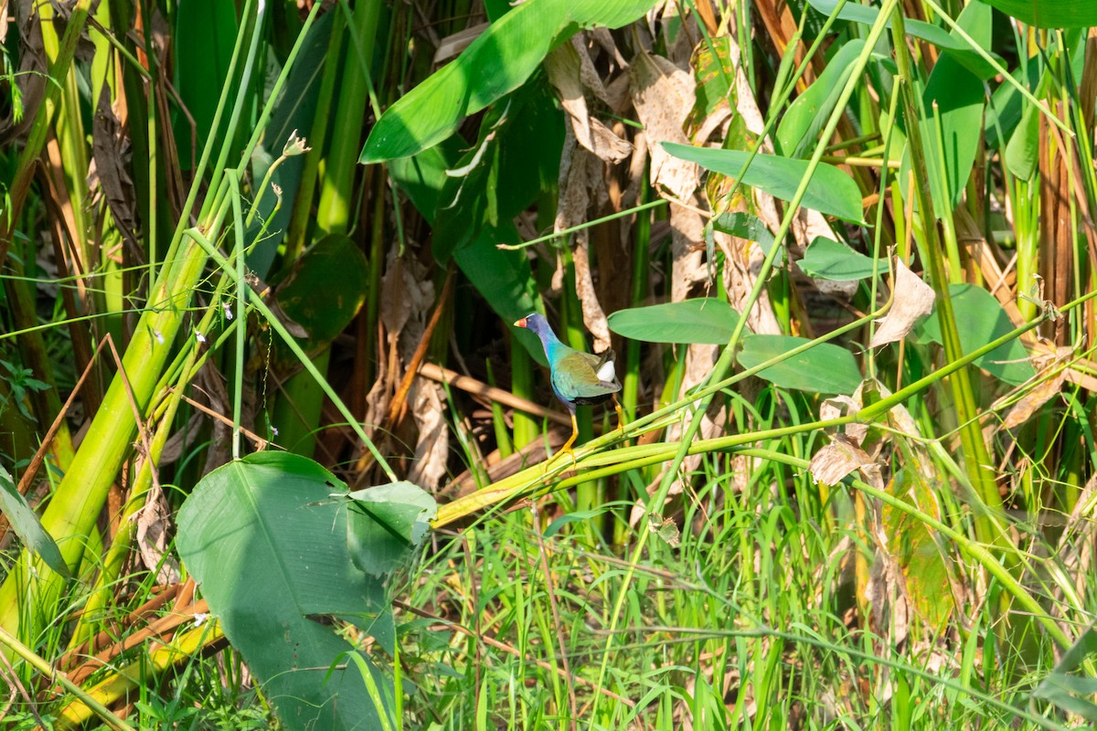 Purple Gallinule - ML638971026