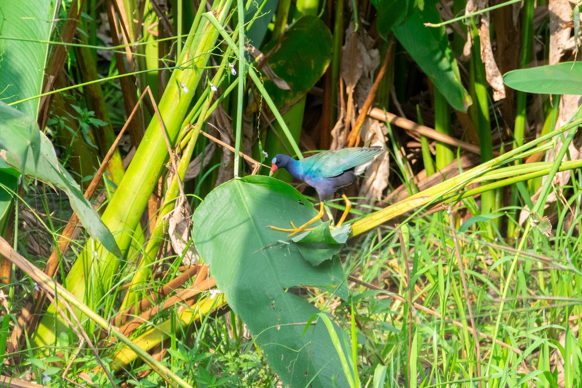 Purple Gallinule - ML638971066
