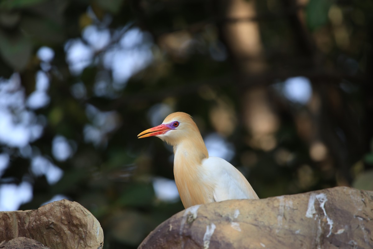 Eastern Cattle-Egret - ML638971068