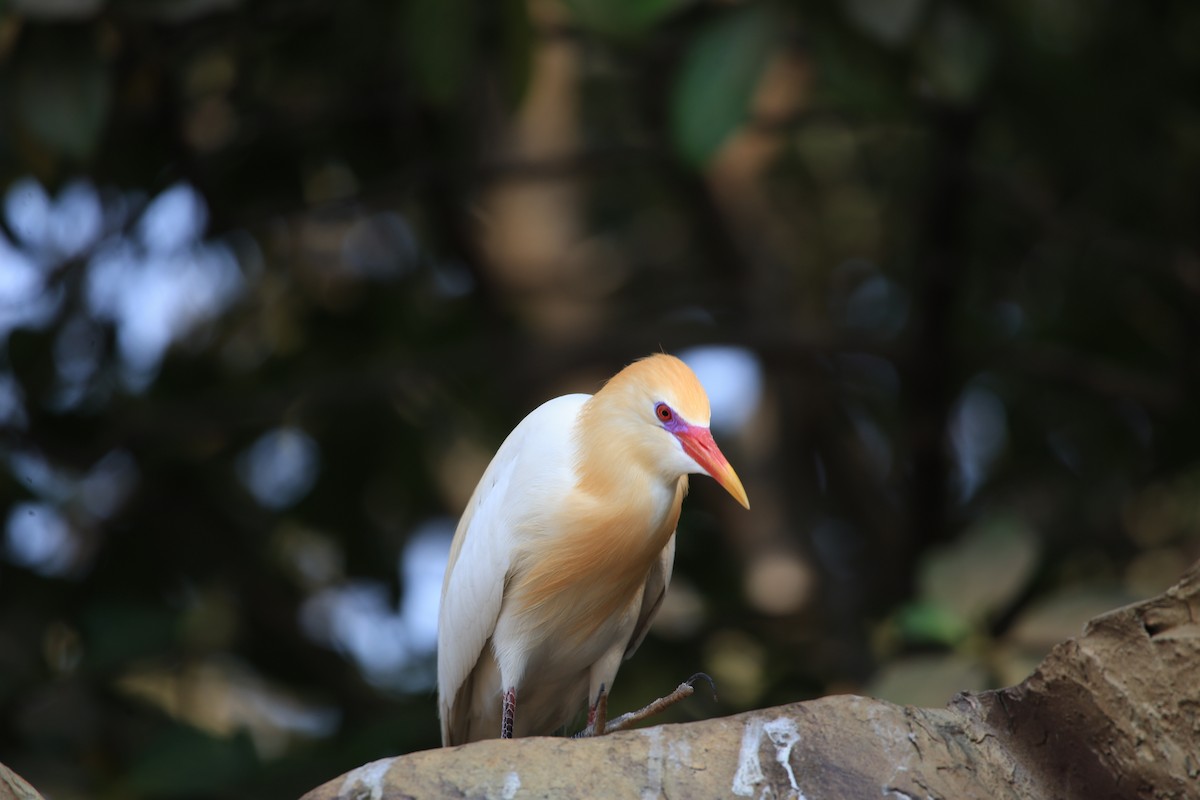 Eastern Cattle-Egret - ML638971069