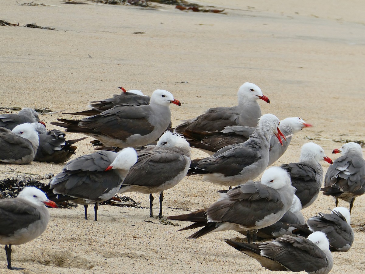 Heermann's Gull - ML638971071