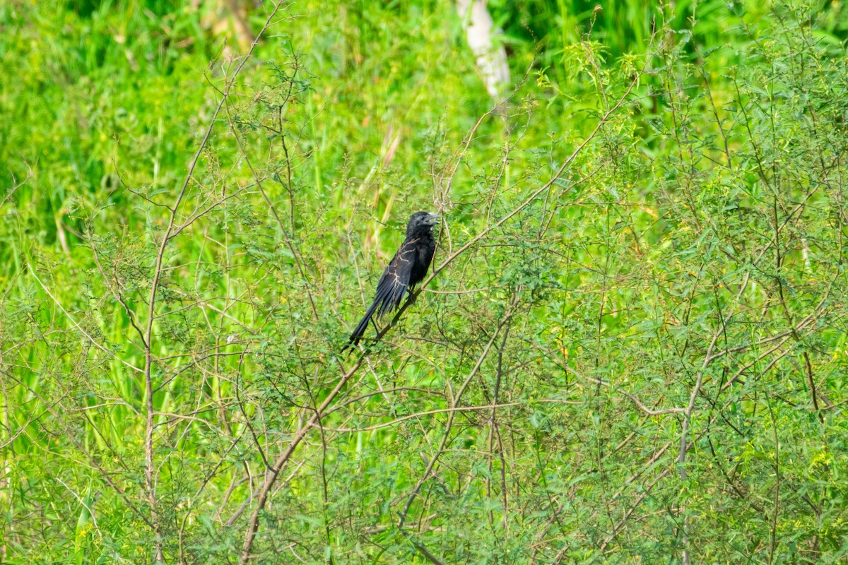 Groove-billed Ani - ML638971078