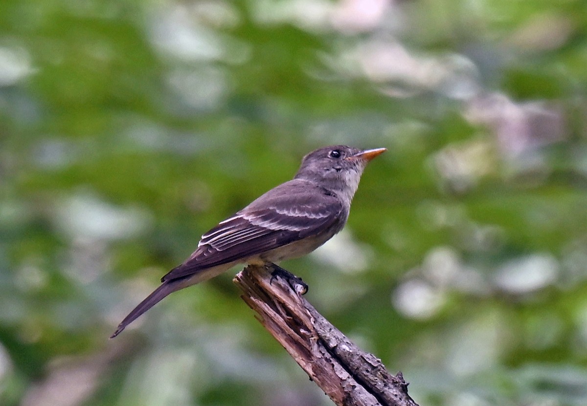 Eastern Wood-Pewee - ML638971080