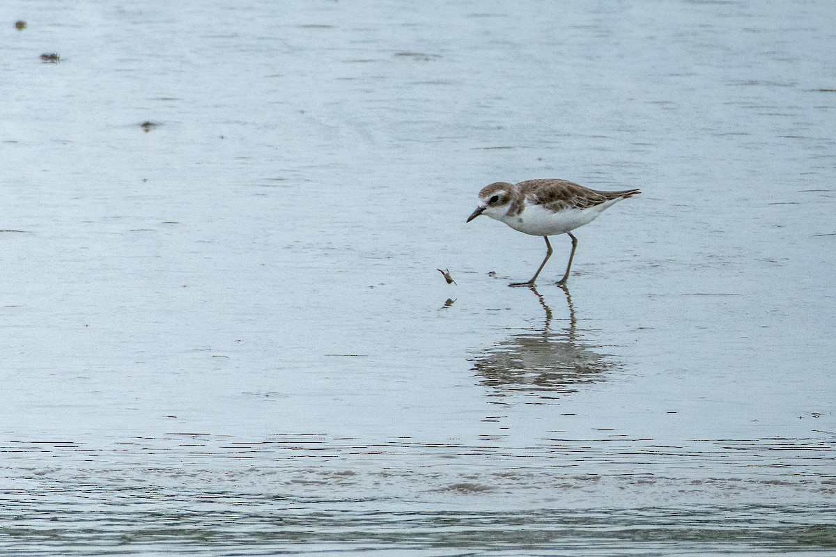 Tibetan Sand-Plover - ML638971092