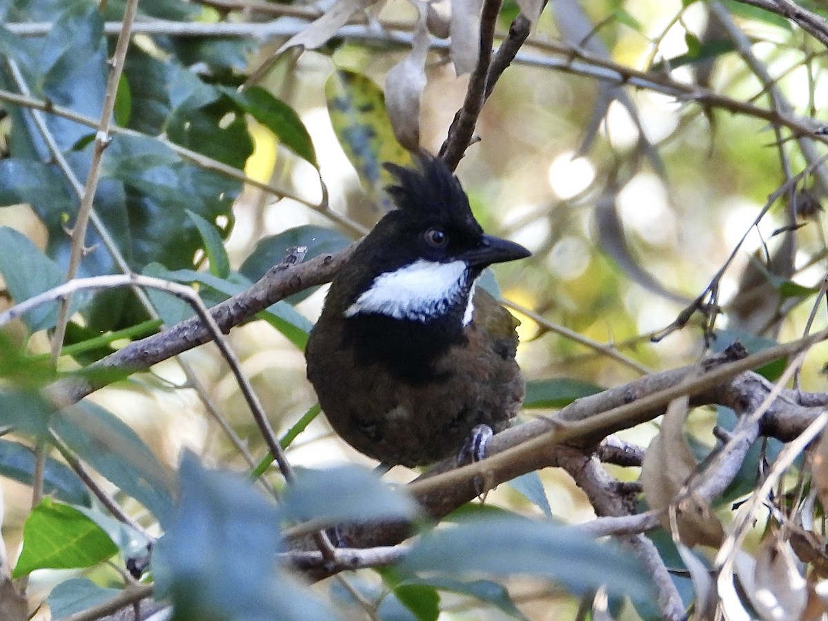 Eastern Whipbird - ML638971106