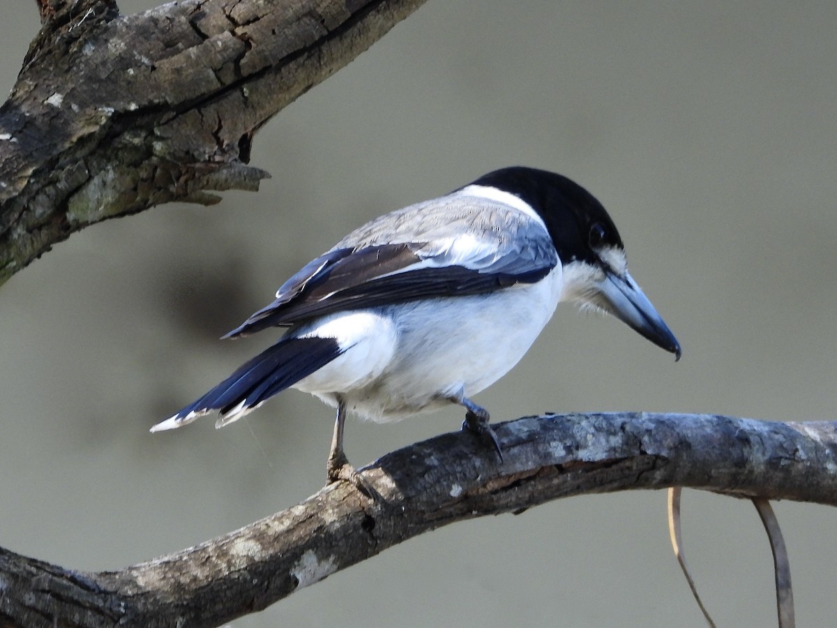 Gray Butcherbird - ML638971127