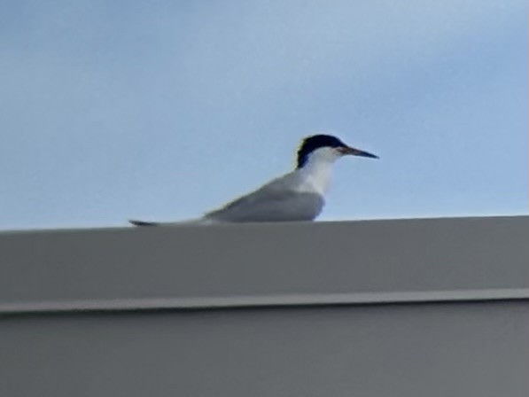 Roseate Tern - ML638971133
