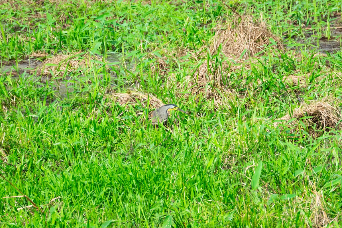 Bare-throated Tiger-Heron - ML638971134