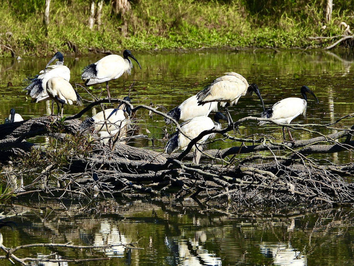 Australian Ibis - ML638971135