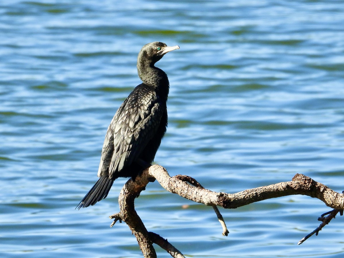 Little Black Cormorant - ML638971145