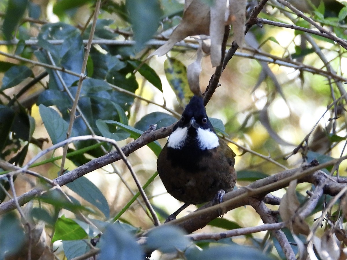 Eastern Whipbird - ML638971159