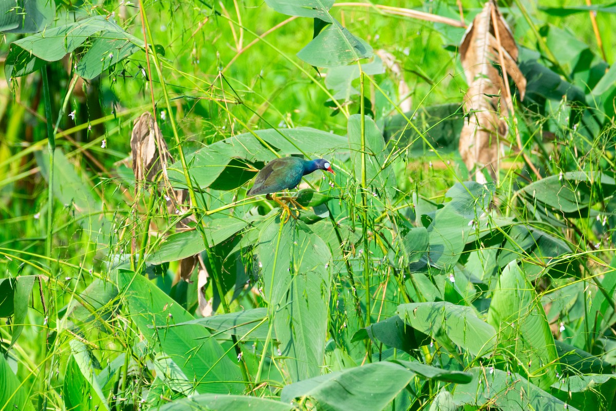 Purple Gallinule - ML638971164