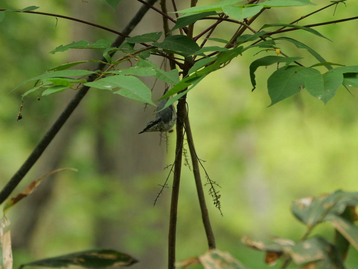 Eurasian Nuthatch - ML638971166