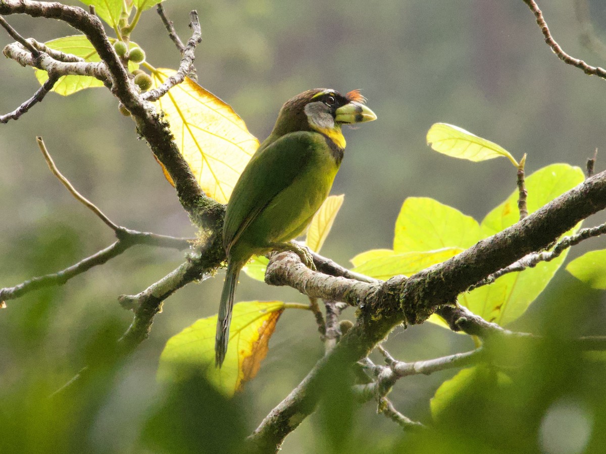 Fire-tufted Barbet - ML638971167