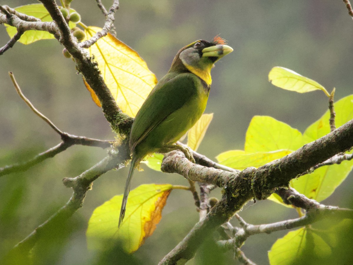 Fire-tufted Barbet - ML638971169