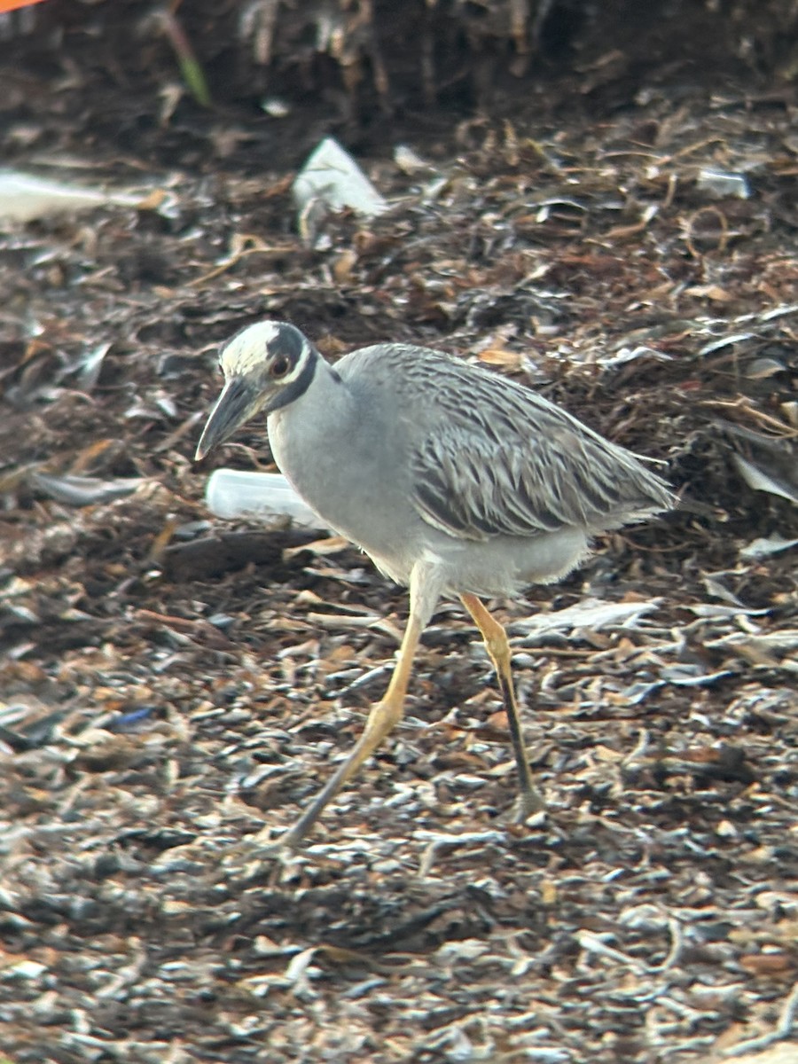 Yellow-crowned Night Heron - ML638971172