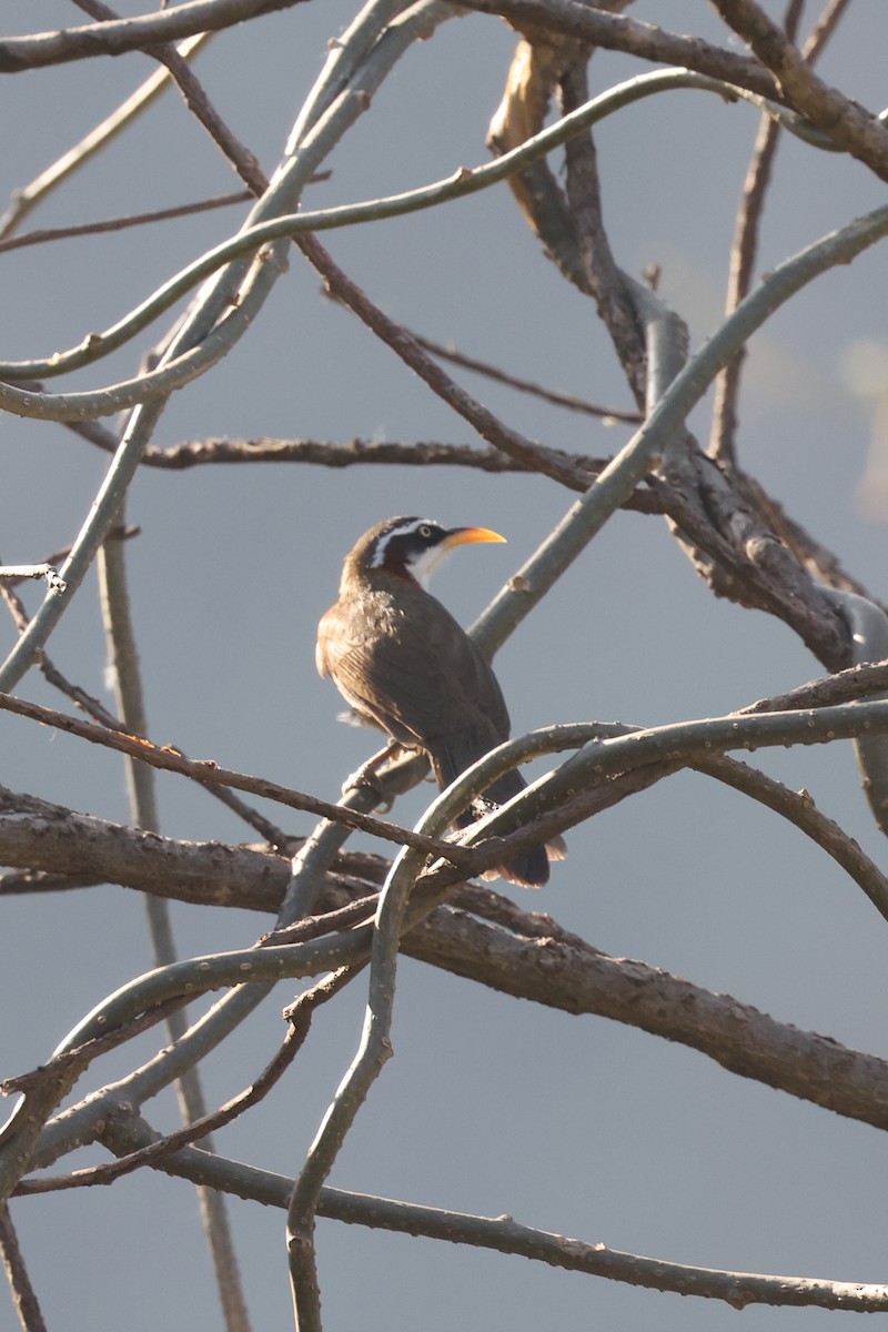 White-browed Scimitar-Babbler - ML638971176