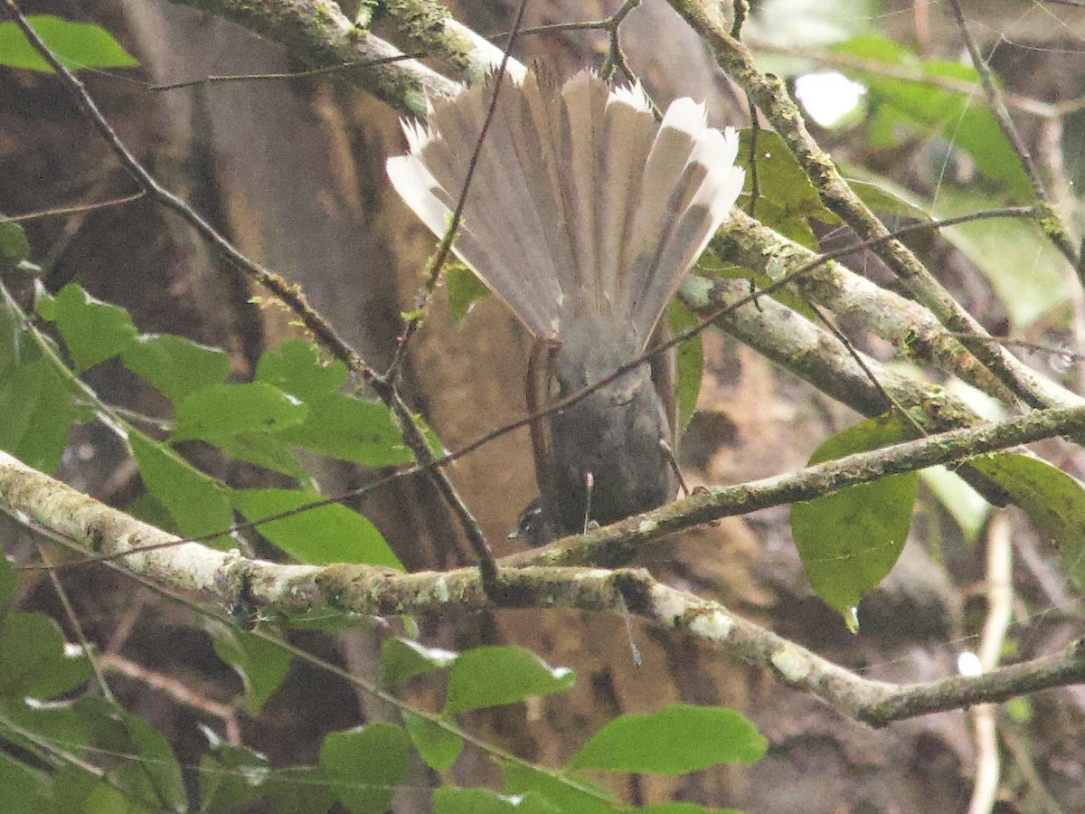 White-throated Fantail - ML638971198