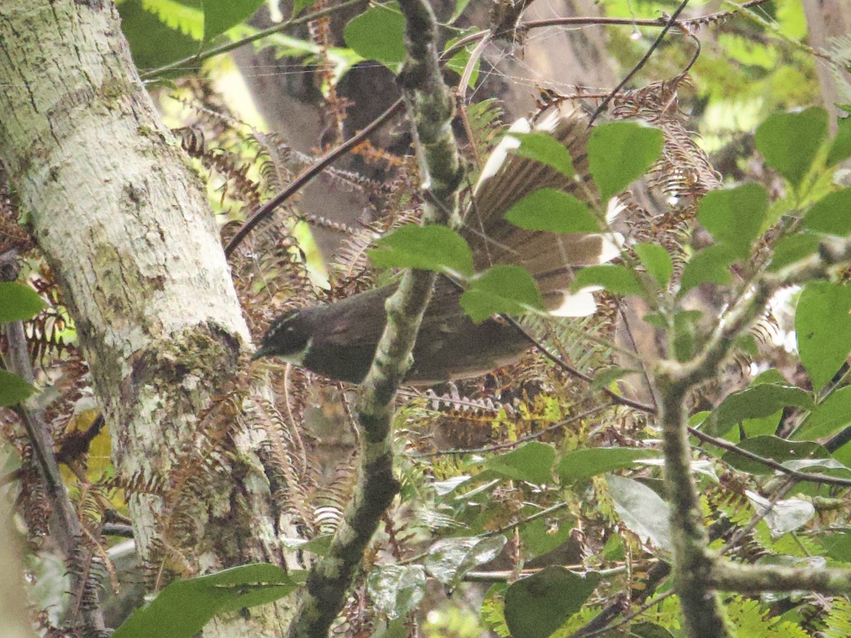 White-throated Fantail - ML638971199