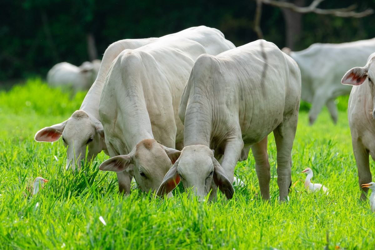 Western Cattle-Egret - ML638971234