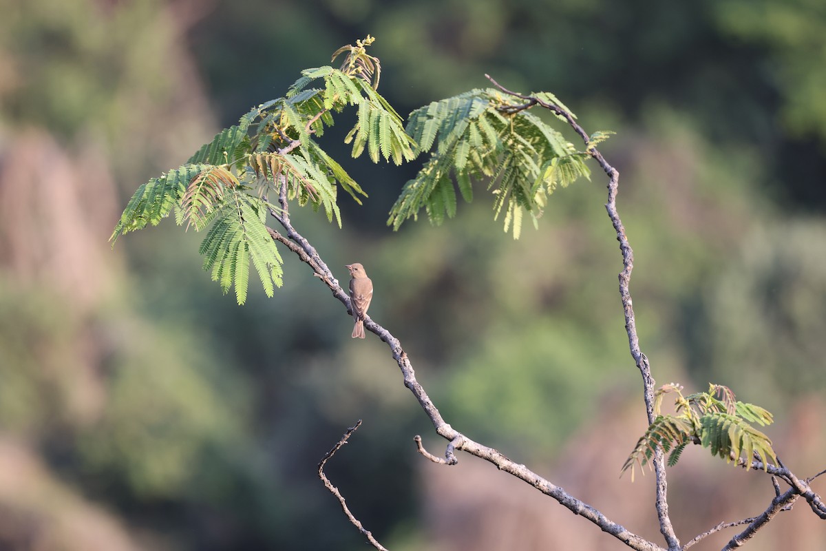 Yellow-throated Sparrow - ML638971245