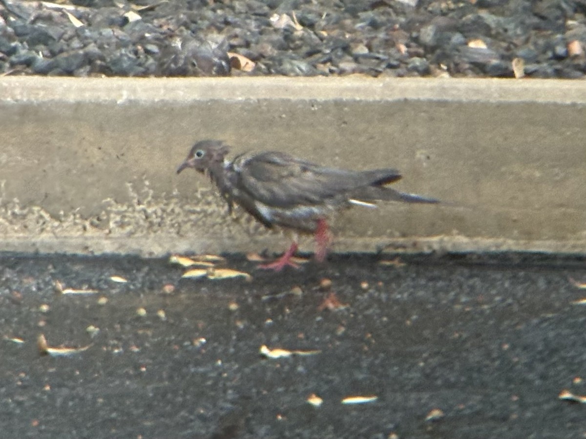 Mourning Dove - ML638971254