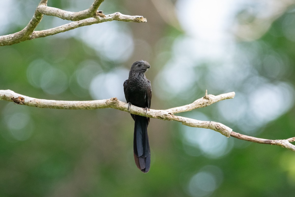 Groove-billed Ani - ML638971285
