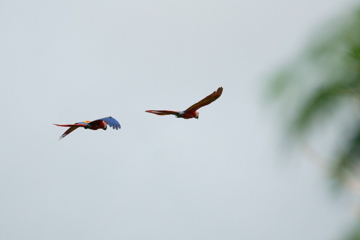Scarlet Macaw - ML638971313