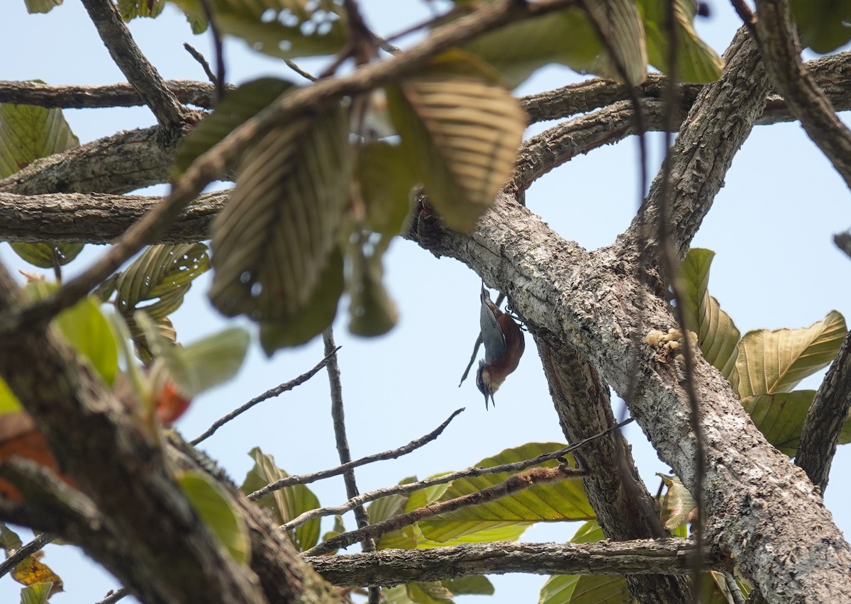 Burmese Nuthatch - ML638971315