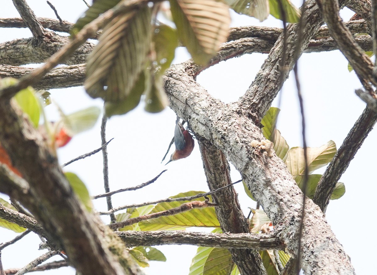 Burmese Nuthatch - ML638971320