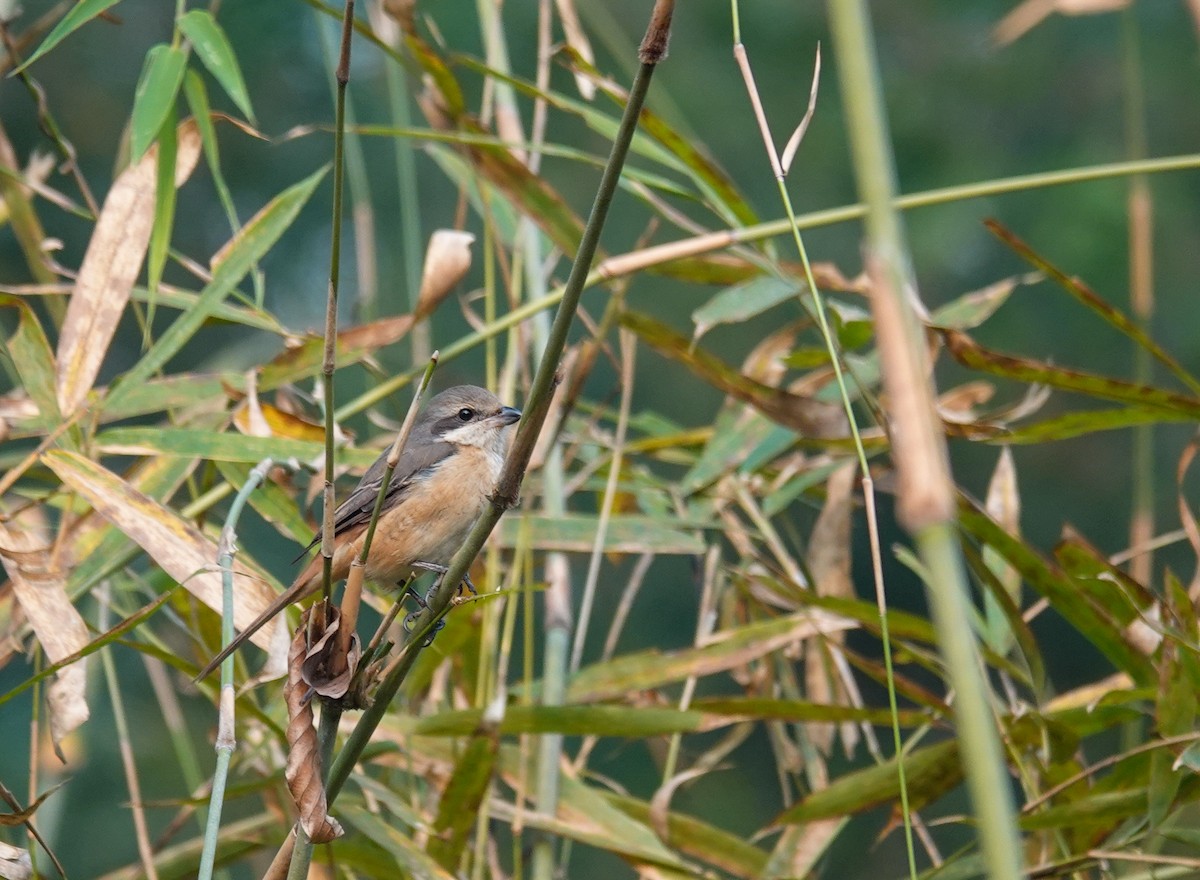 Gray-backed Shrike - ML638971323