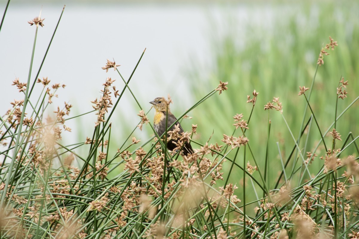 Yellow-headed Blackbird - ML638971342