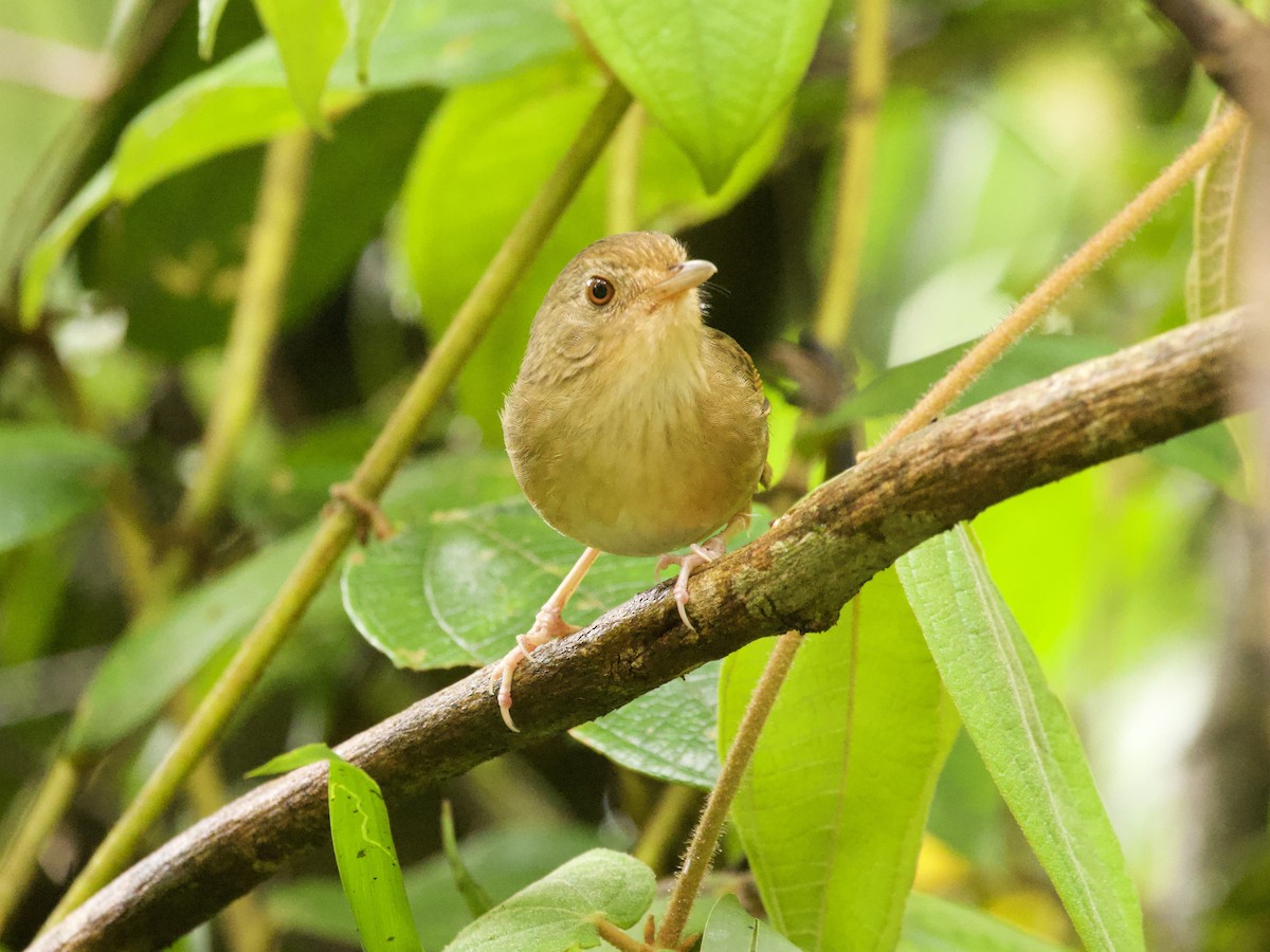 Buff-breasted Babbler - ML638971343
