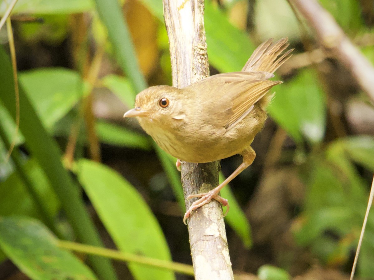 Buff-breasted Babbler - ML638971344