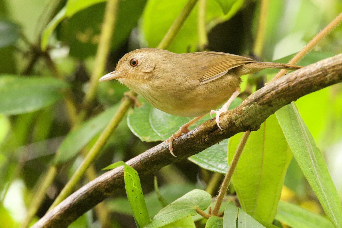 Buff-breasted Babbler - ML638971345