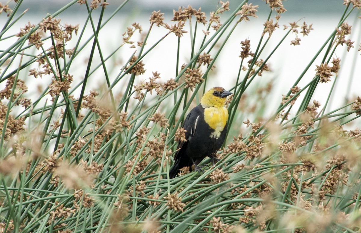 Yellow-headed Blackbird - ML638971354