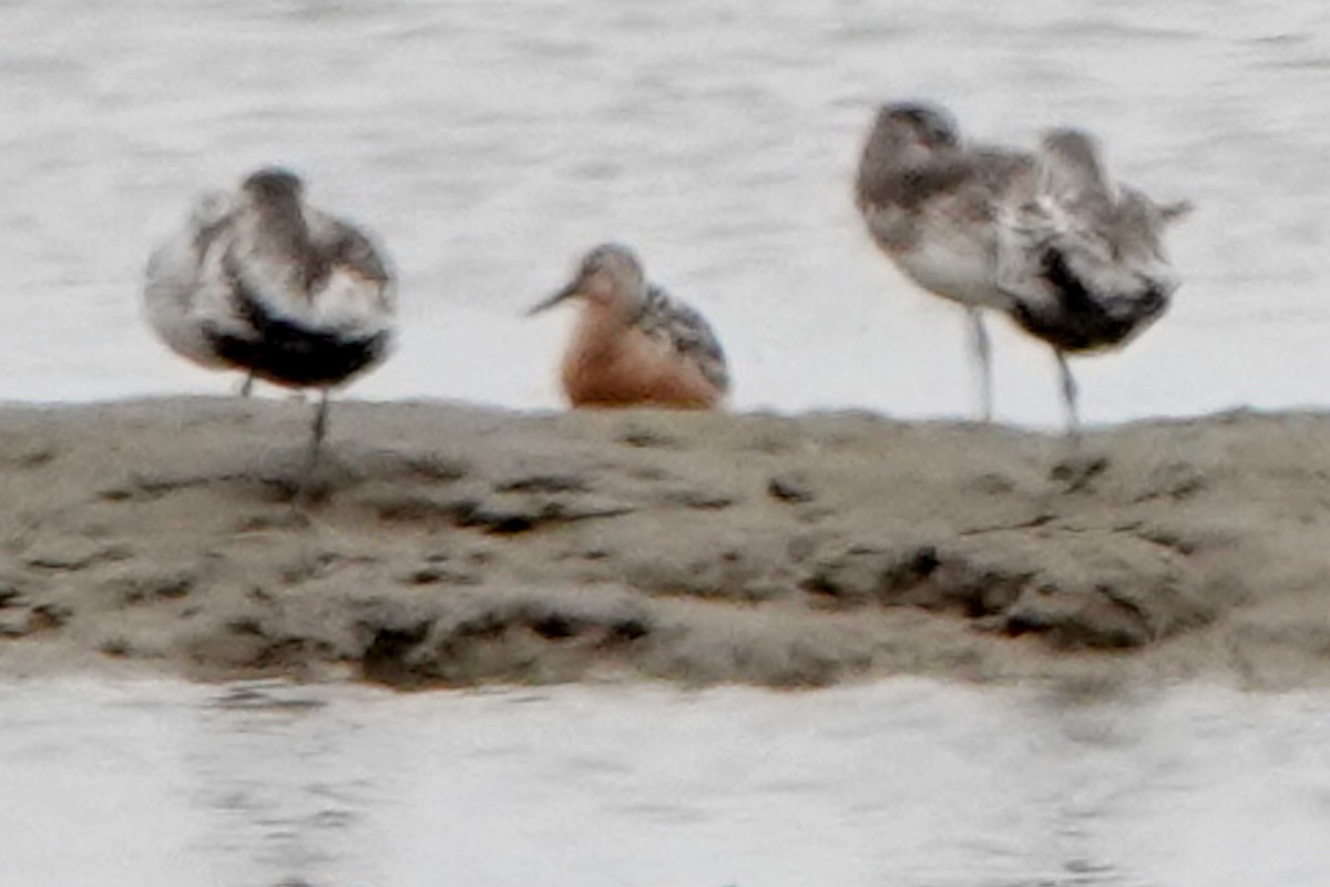 Red Knot - ML638971367