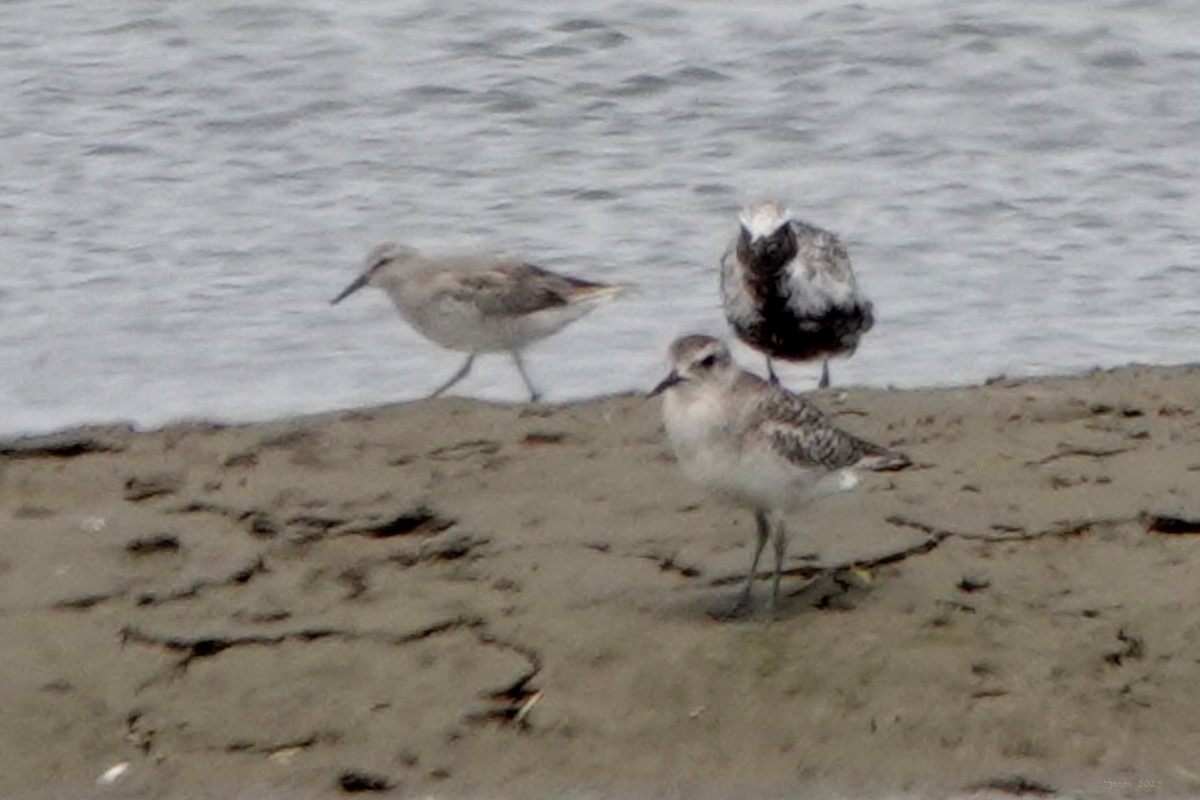 Red Knot - ML638971372