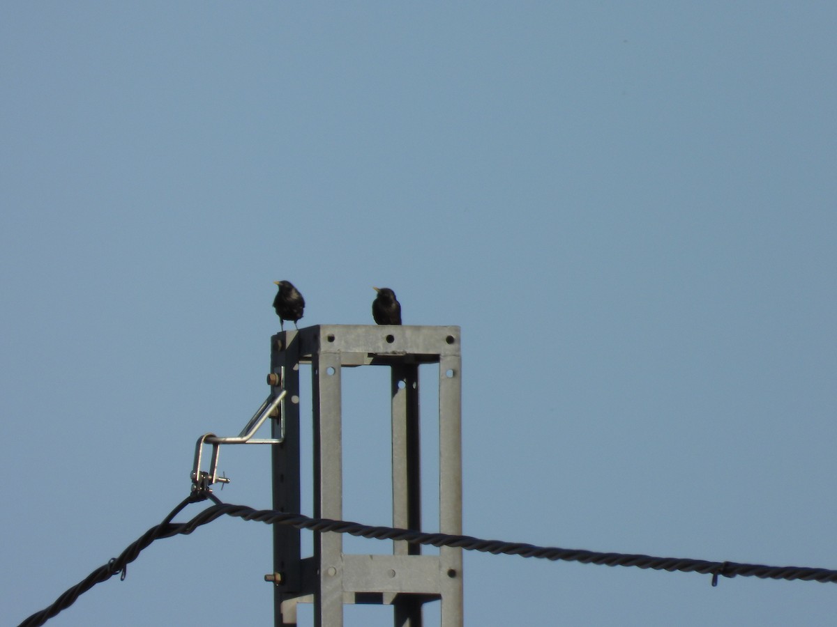 Spotless Starling - ML638971408