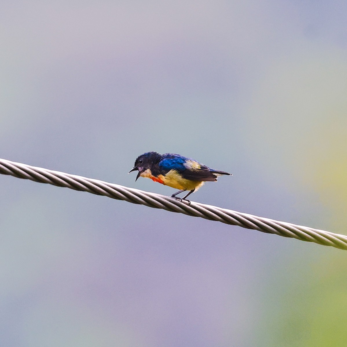 Fire-breasted Flowerpecker - ML638971410