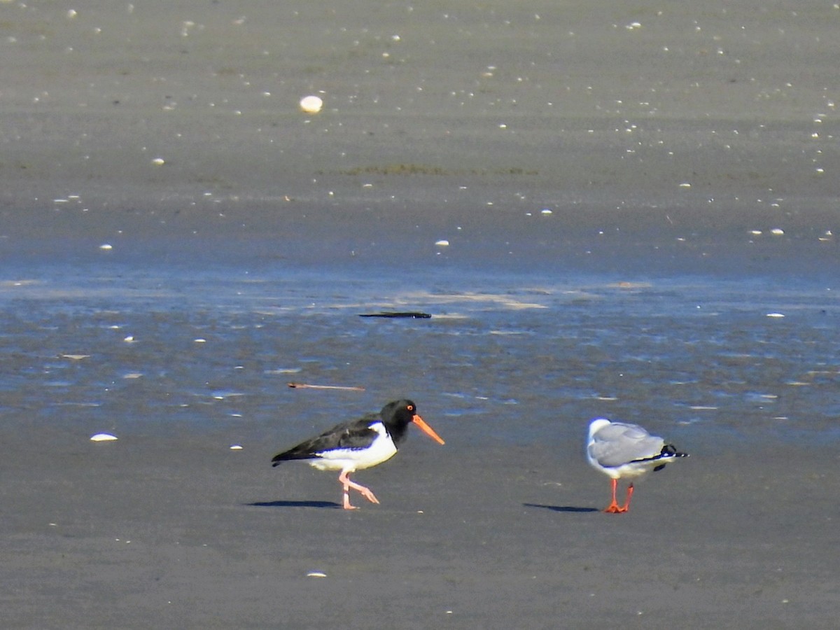 South Island Oystercatcher - ML638971421