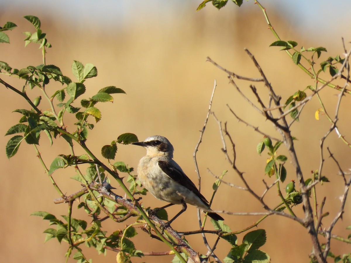 Northern Wheatear - ML638971426
