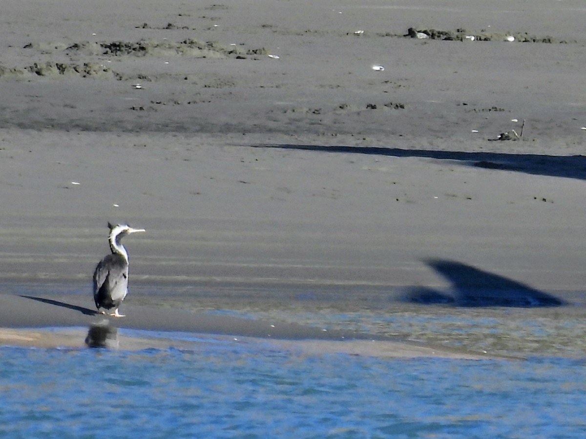 Spotted Shag - ML638971428