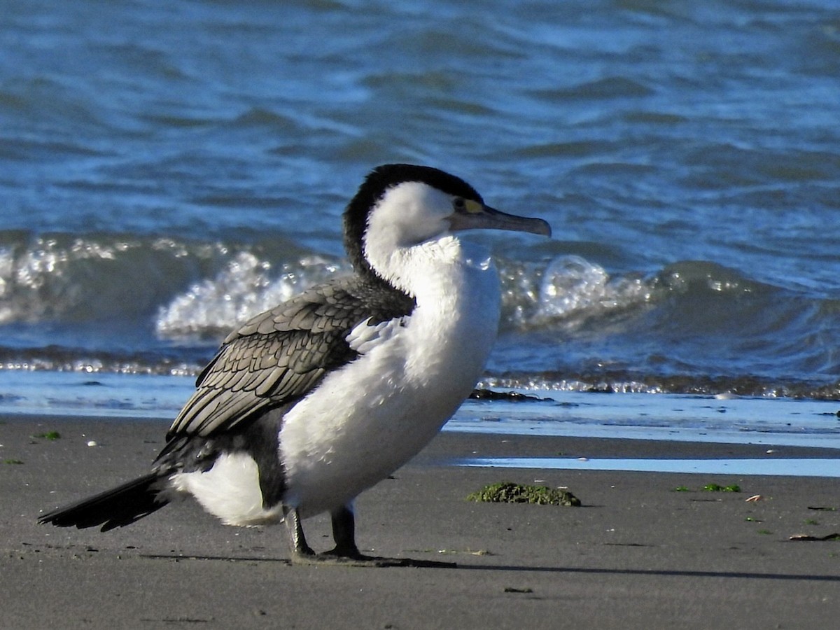 Pied Cormorant - ML638971430