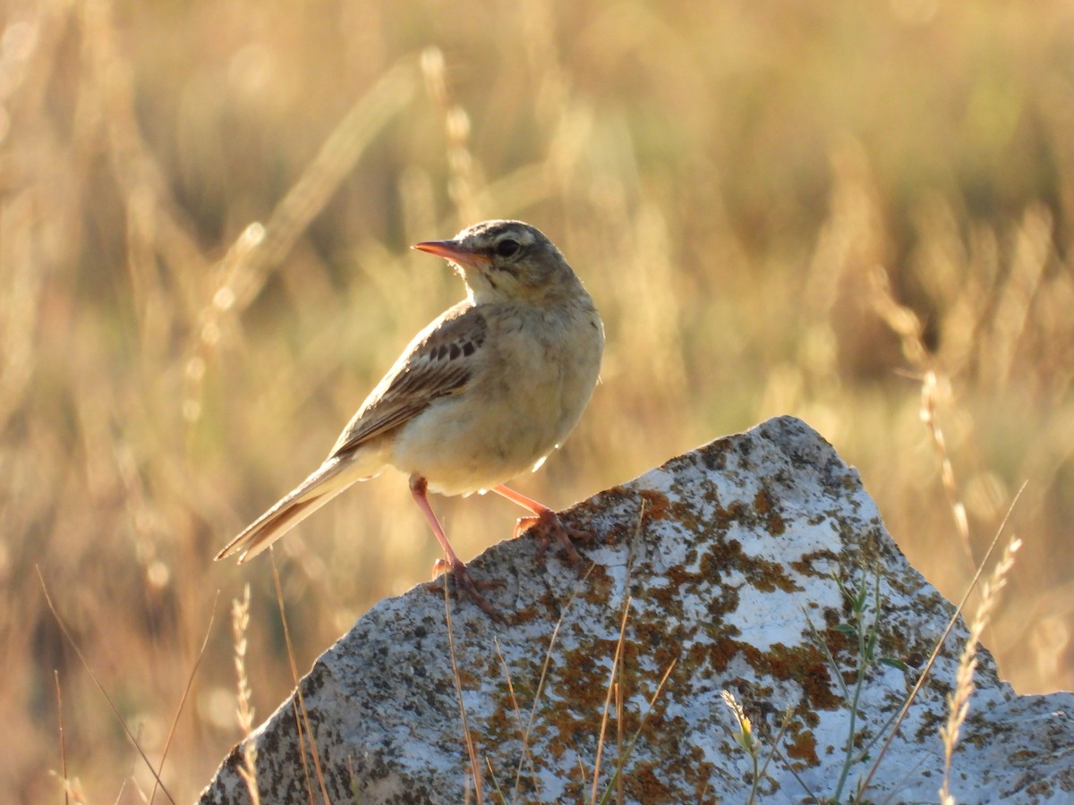 Tawny Pipit - ML638971434