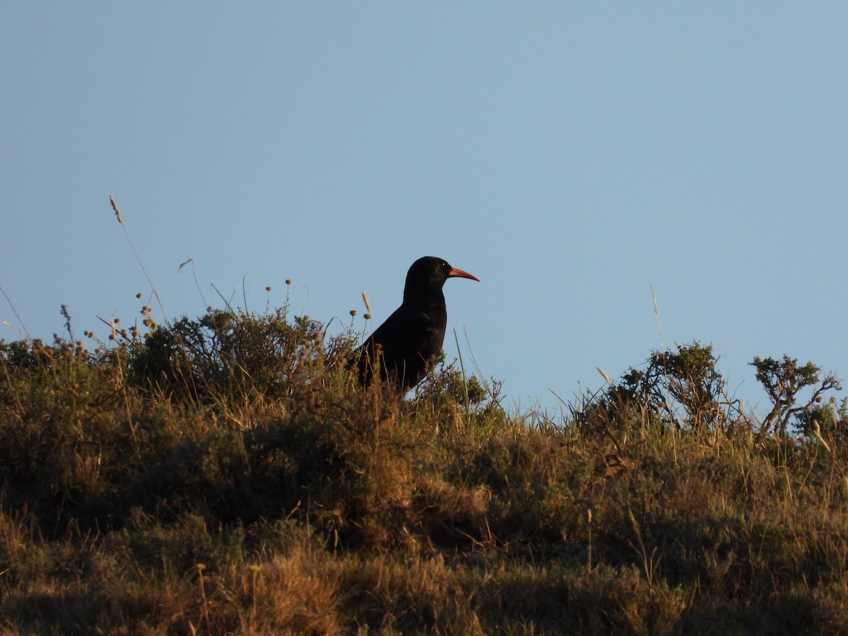 Red-billed Chough - ML638971440