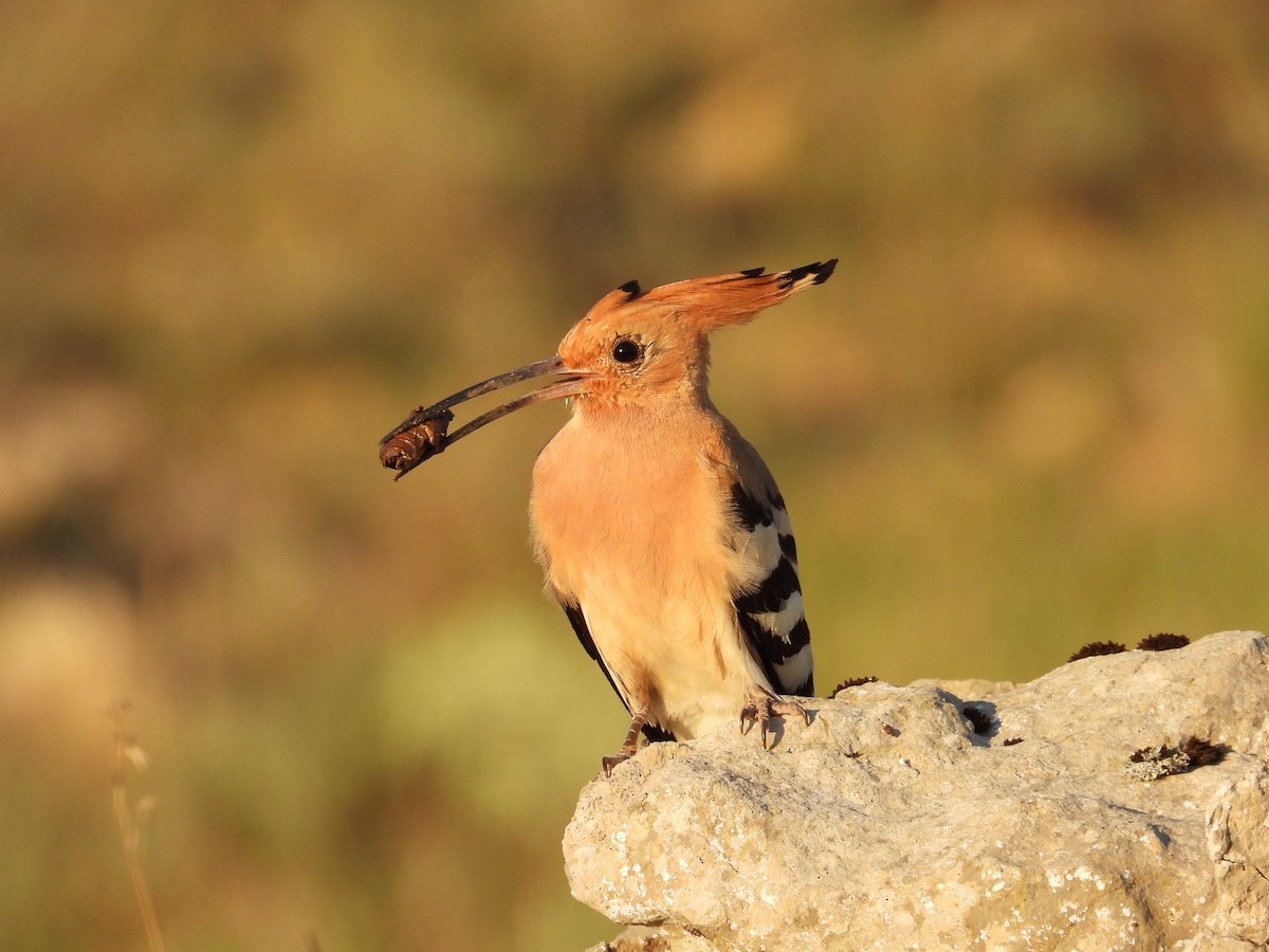 Common Hoopoe - ML638971454
