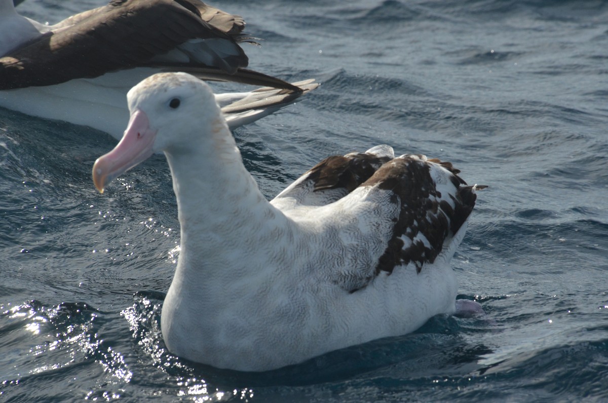 Antipodean Albatross (Gibson's) - ML638971460