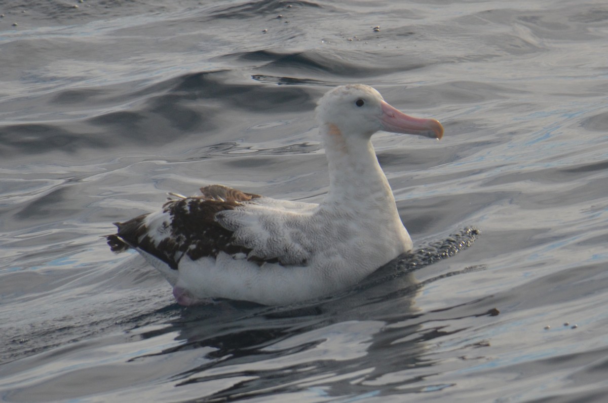 Antipodean Albatross (Gibson's) - ML638971462